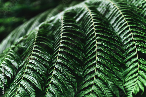 Wallpaper Mural Perfect natural fern pattern. Beautiful background made with young green fern leaves. Torontodigital.ca