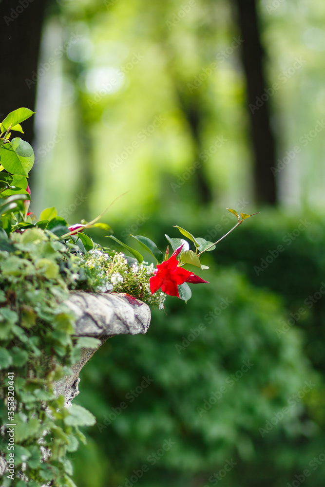 stone vase with red flowers in a garden stone vase with red flowers in a garden