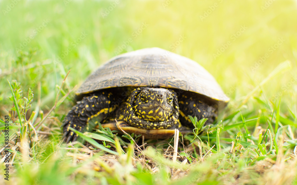 Obraz premium Little tortoise basking in the sun