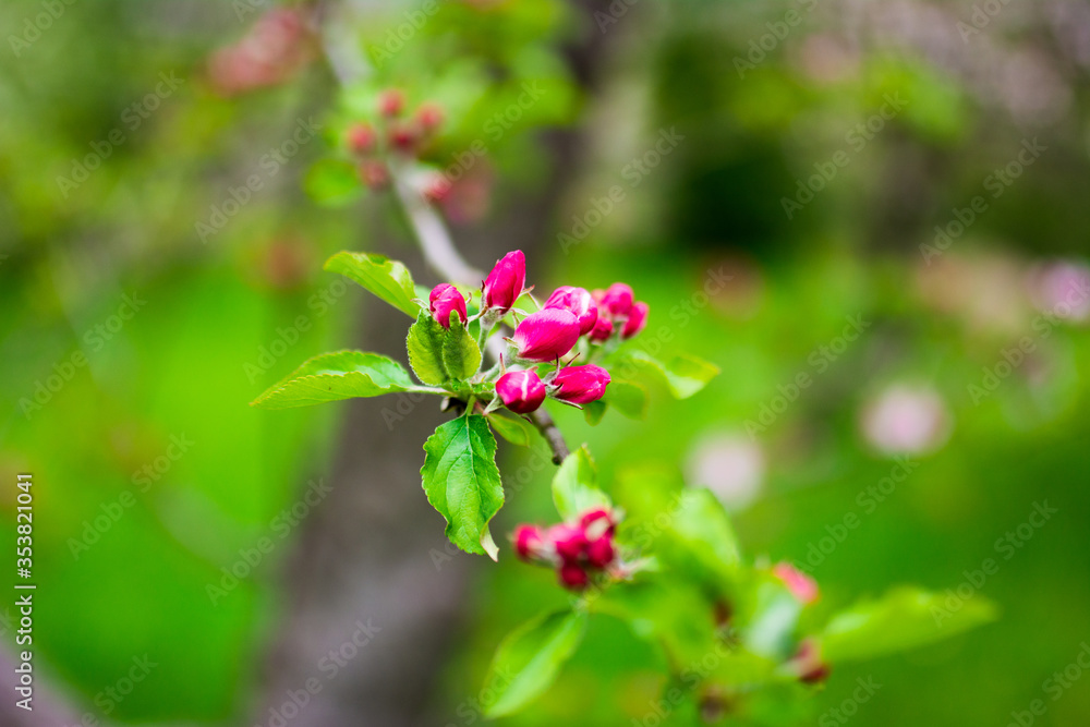 Zweig Ast Baum Kirschblüte Apfelblüte rosa Blüten Bokeh Zweig Ast Baum Kirschblüte Apfelblüte rosa Blüten Bokeh