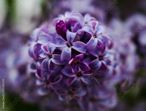 close up of lilac flowers