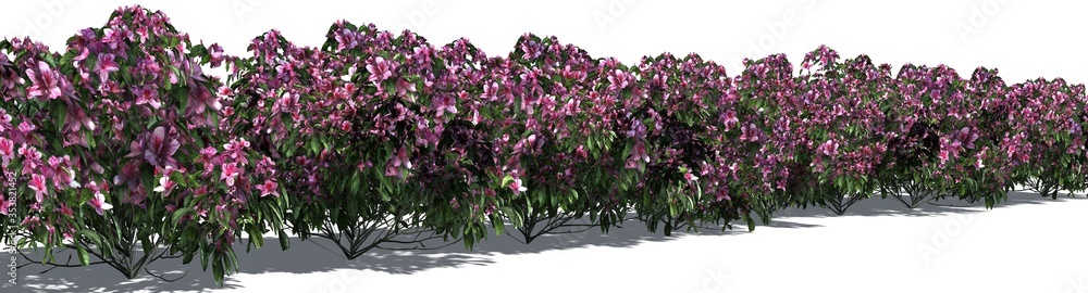 Azalea hedge in red bloom - shadow on the ground against white background - 3D illustration