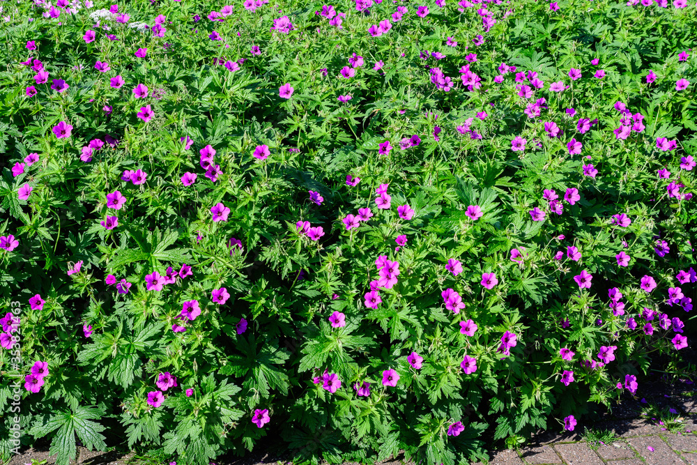 Many delicate vivid pink flowers of Geranium pratense wild plant, commonly known as
meadow crane's-bill or meadow geranium, in a garden in a sunny summer day, beautiful outdoor floral background Many delicate vivid pink flowers of Geranium pratense wild plant, commonly known as
meadow crane's-bill or meadow geranium, in a garden in a sunny summer day, beautiful outdoor floral background