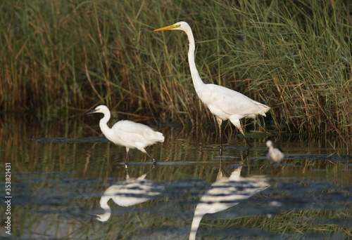 The Great Egret and the little egret at Asker Marsh, Bahrain © Dr Ajay Kumar Singh