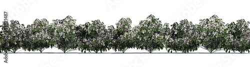 Fototapeta Naklejka Na Ścianę i Meble -  Azalea hedge in white bloom - shadow on the ground against white background - 3D illustration