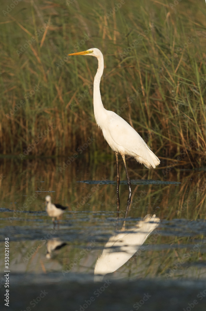 Great Egret at Asker Marsh and a bokeh of stilt Great Egret at Asker Marsh and a bokeh of stilt