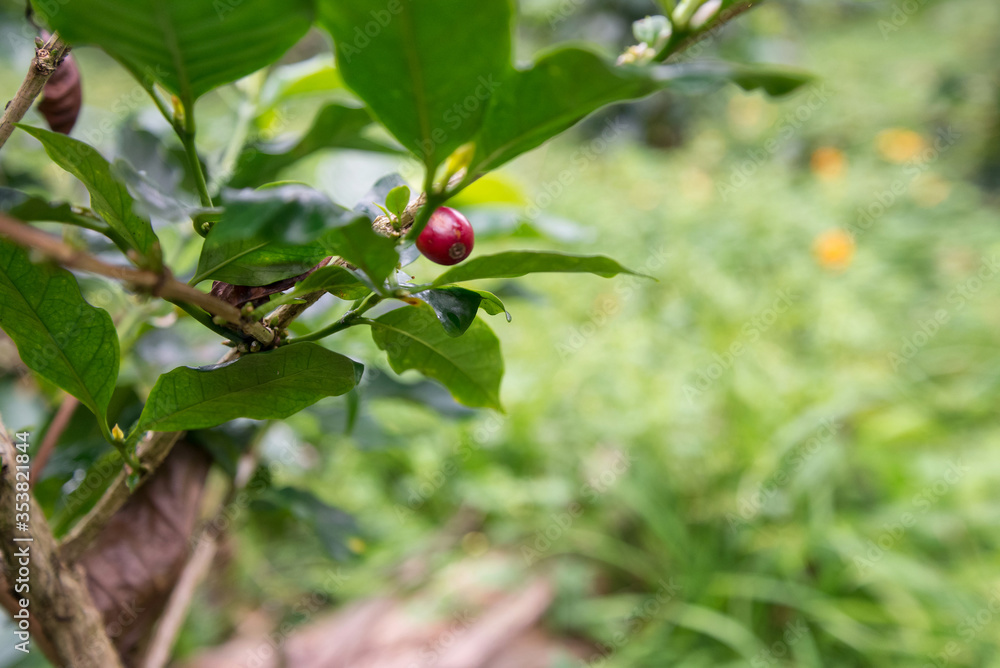 Coffee berry grows on the coffee tree in plantation