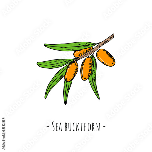 Sea buckthorn. Vector cartoon illustration. Isolated object on white. Hand-drawn style.