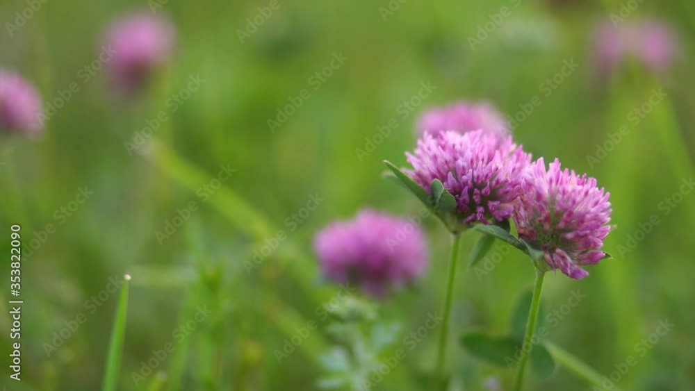 Closeup low angle point of video shoot of beautiful fresh purple blooming clover flowers growing outside in country spring or summer meadow or field. Natural background. Closeup low angle point of video shoot of beautiful fresh purple blooming clover flowers growing outside in country spring or summer meadow or field. Natural background.