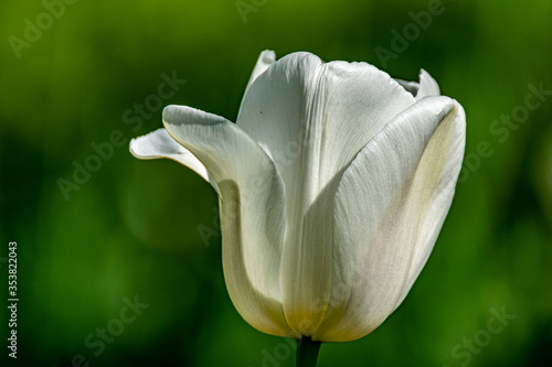 Closeup nature view of beautiful white flower tulip on blurred background in garden, fresh cover page concept.