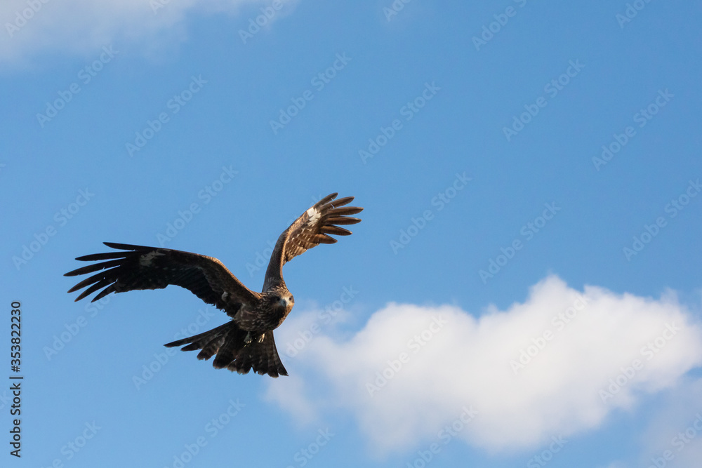 Fototapeta premium BIRD 