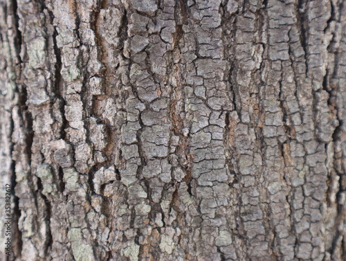 The background pattern of the old wood tree, which is a natural beauty