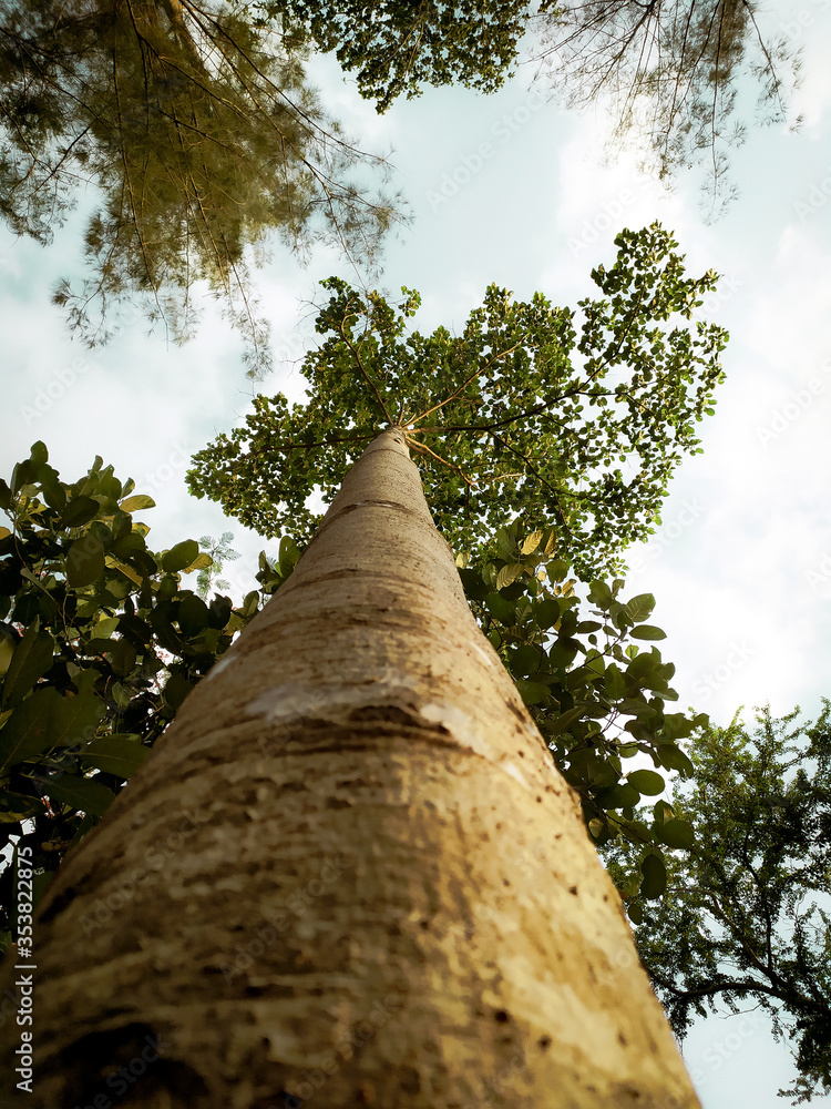 Fototapeta premium Tall trees overlooking the sky