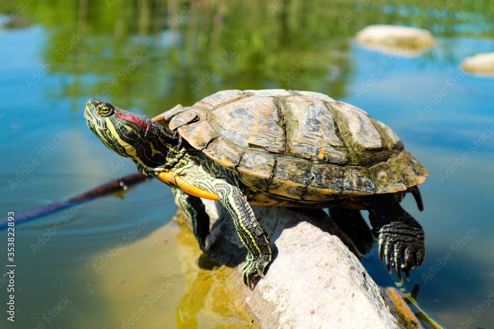 Fototapeta premium Turtle on the stone in the middle of the pond
