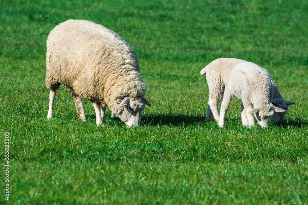 Lamm Schaf Wolle Fell Tier Bauernhof Landwirtschaft Lamm Schaf Wolle Fell Tier Bauernhof Landwirtschaft