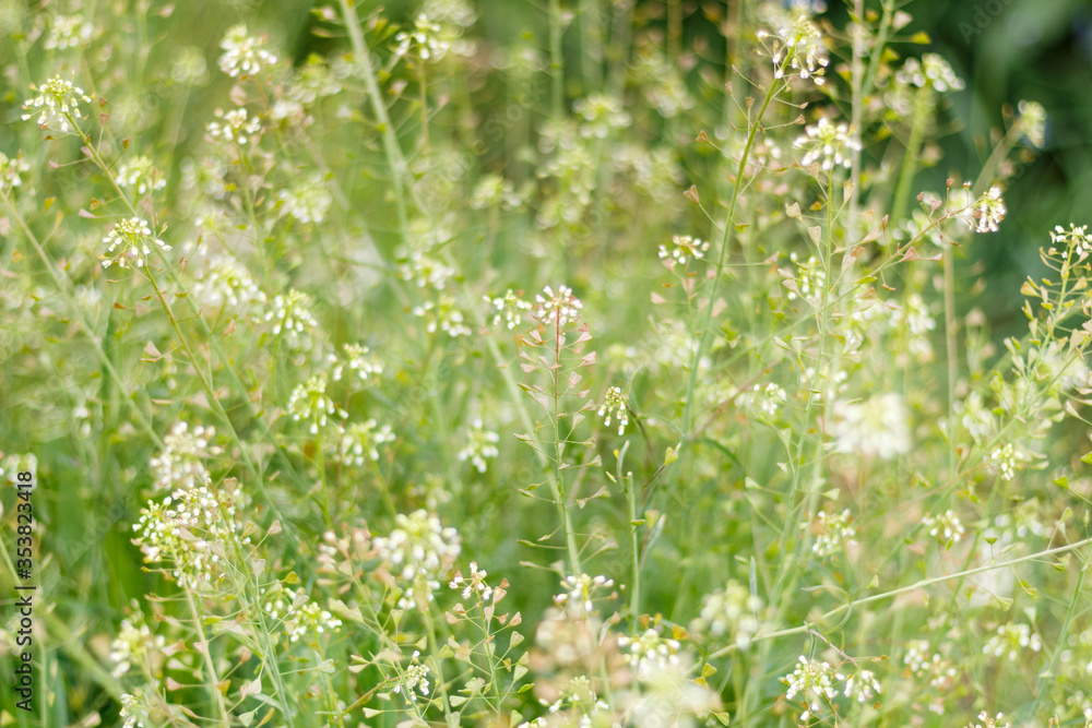 Capsella bursa-pastoris also known as shepherd`s purse plant green spring background Capsella bursa-pastoris also known as shepherd`s purse plant green spring background