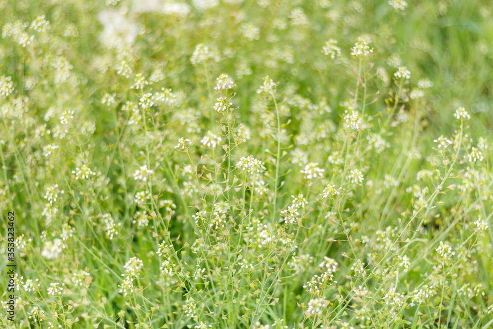 Capsella bursa-pastoris also known as shepherd`s purse plant green spring background