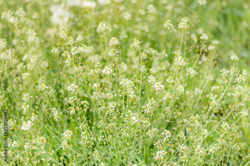 Capsella bursa-pastoris also known as shepherd s purse plant green spring background