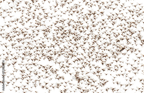 Migratory locust swarm. Locusta migratoria. Acrididae. Oedipodinae. Agriculture and pest control. Isolated on a white background 