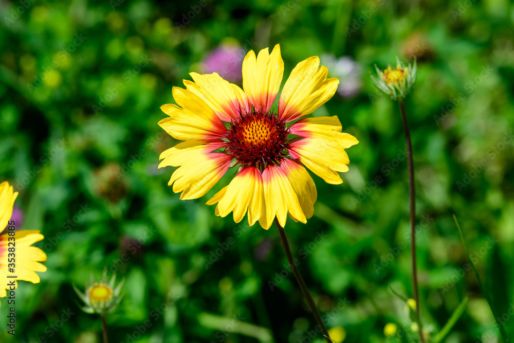 Top view of one vivid yellow and red Gaillardia flower, common name blanket flower, and blurred green leaves in soft focus, in a garden in a sunny summer day, beautiful outdoor floral background
Top view of one vivid yellow and red Gaillardia flower, common name blanket flower, and blurred green leaves in soft focus, in a garden in a sunny summer day, beautiful outdoor floral background