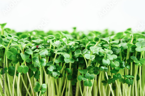 Close-up of microgreen broccoli. Concept of home gardening and growing greenery indoors photo