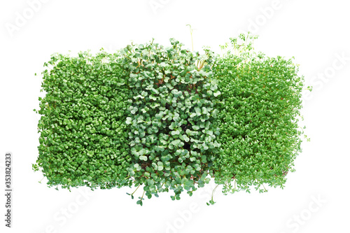 Microgreen broccoli, cress and radish isolated on white. Concept of home gardening and growing greenery indoors