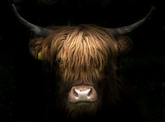 Ingelijste posters Schotse hooglander Portret van Schotse Hooglander  © Nicole