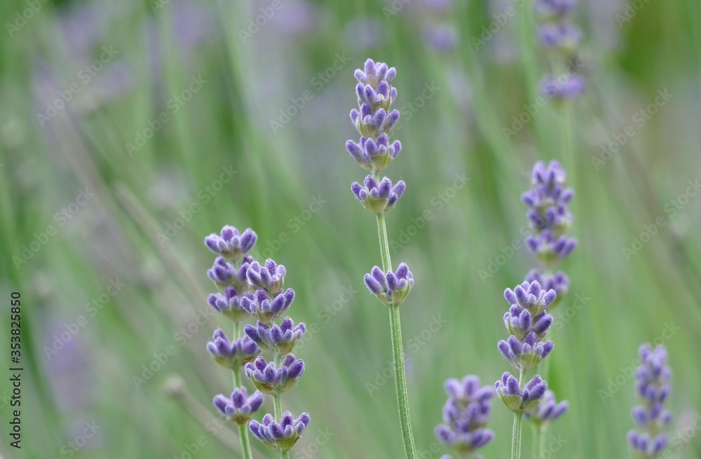 Obraz premium Fresh lavender field in nature background