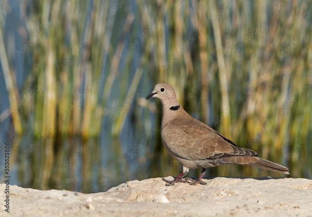 Fototapeta premium Collard Dove with beautiful long grass background