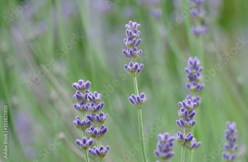 Fresh lavender field in nature background