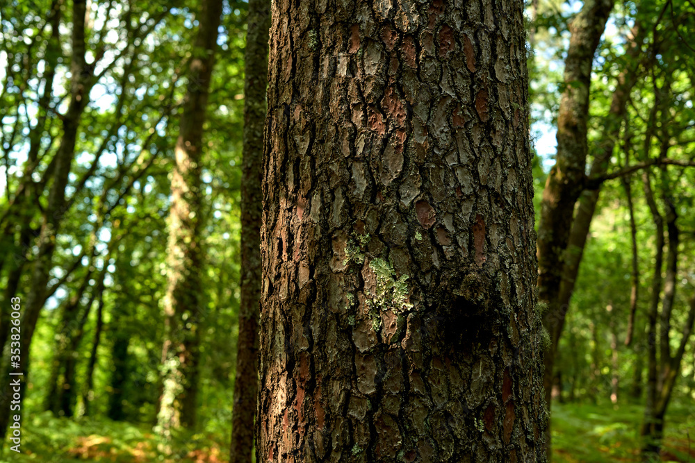 tree bark texture with blur background