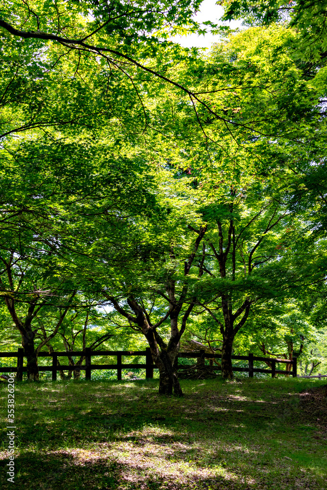 Green maple leaves, not yet turned red, in Japan in early summer