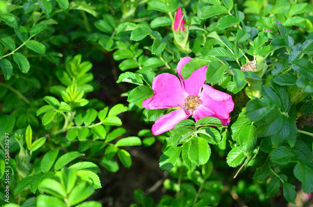 Pink rosehip flowers with green leaves. Wild Rose background Pink rosehip flowers with green leaves. Wild Rose background