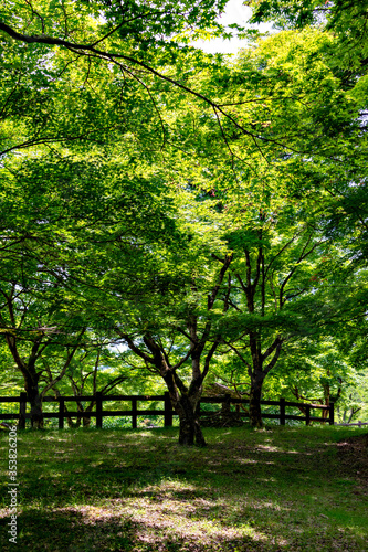 Green maple leaves  not yet turned red  in Japan in early summer