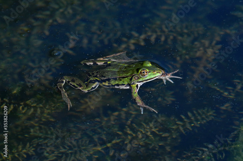 Kleiner Wasserfrosch (Pelophylax lessonae) - Pool frog photo