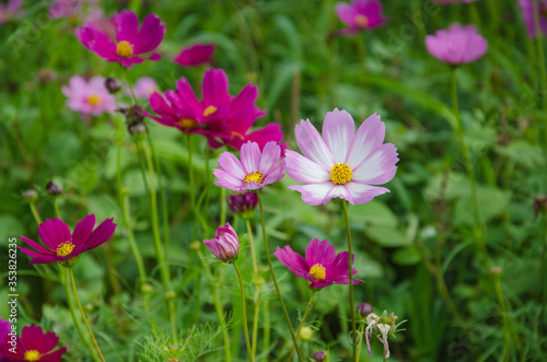 ฺBeautiful and outstanding cosmos flowers in garden © athapet