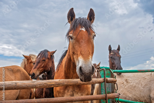Horses in the paddock at the farm. Photographed close-up on a sky background. © shymar27