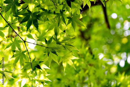 Green maple leaves, not yet turned red, in Japan in early summer