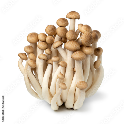Fresh brown shimeji mushrooms close up