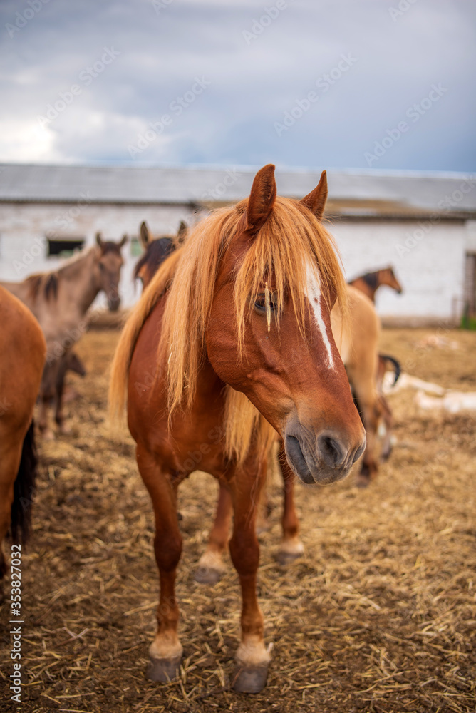 Horses graze on a farm in the corral. Photographed close-up.