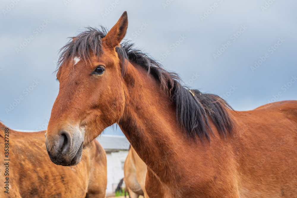 Horses graze on a farm in the corral. Photographed close-up. Horses graze on a farm in the corral. Photographed close-up.