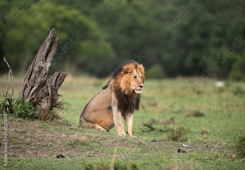 Fototapeta Naklejka Na Ścianę i Meble -  Lion relaxing at Masai Mara