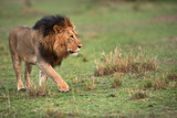 Lion moving in the grassland of Masai Mara
