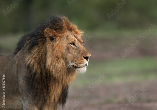 Closeup of a liom, Masai Mara