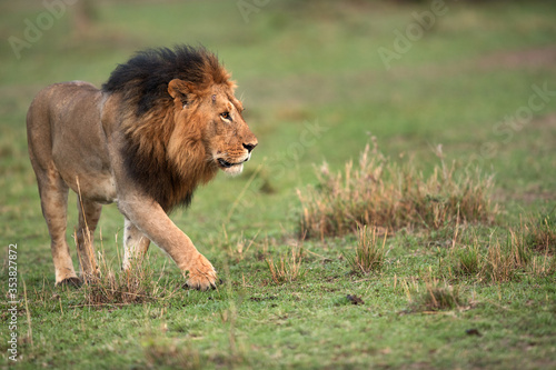 Lion moving in the grassland of Masai Mara