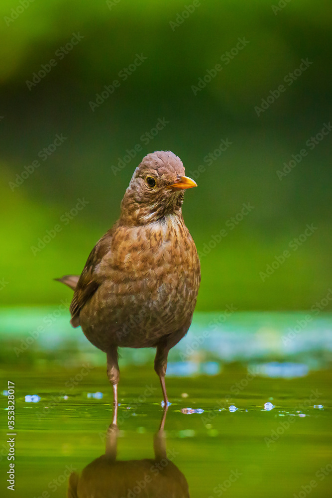 Closeup of a Common Blackbird female, Turdus merula washing, preening, drinking and cleaning in water. Closeup of a Common Blackbird female, Turdus merula washing, preening, drinking and cleaning in water.