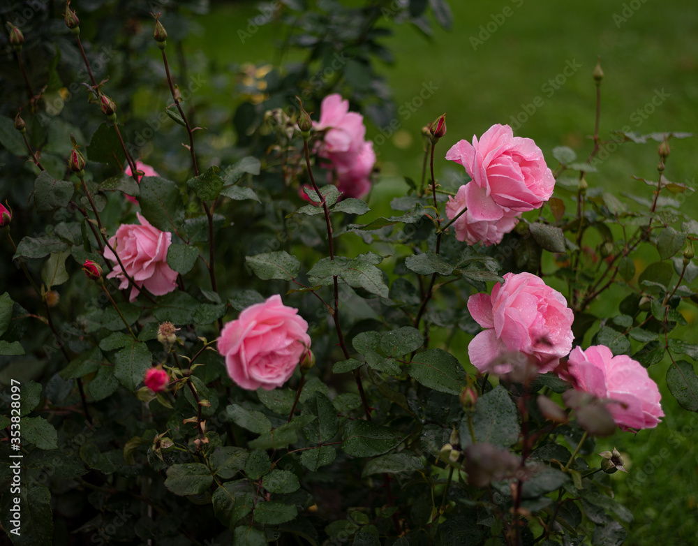 fresh pale pink blooming rose buds hybrid tea Queen Elizabeth, pink shrubs in the botanical garden in the summer fresh pale pink blooming rose buds hybrid tea Queen Elizabeth, pink shrubs in the botanical garden in the summer