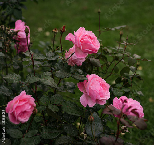 fresh pale pink blooming rose buds hybrid tea Queen Elizabeth, pink shrubs in the botanical garden in the summer