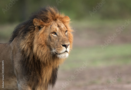 Fototapeta Naklejka Na Ścianę i Meble -  The lion King, Masai Mara
