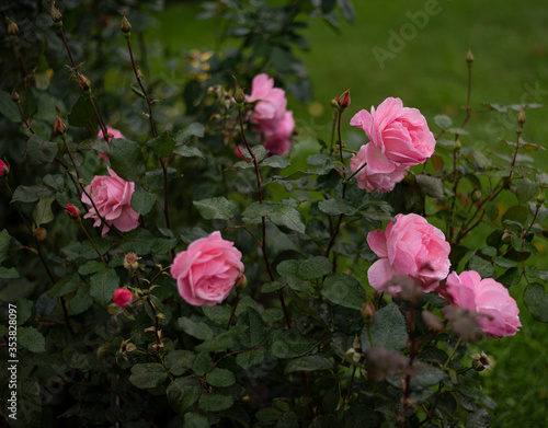 fresh pale pink blooming rose buds hybrid tea Queen Elizabeth, pink shrubs in the botanical garden in the summer